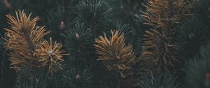Preview wallpaper pine, branch, needles, macro, plant