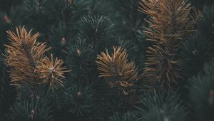 Preview wallpaper pine, branch, needles, macro, plant