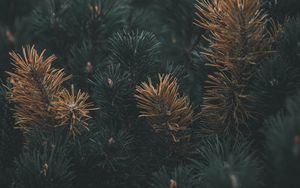 Preview wallpaper pine, branch, needles, macro, plant