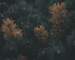 Preview wallpaper pine, branch, needles, macro, plant