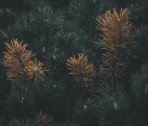 Preview wallpaper pine, branch, needles, macro, plant