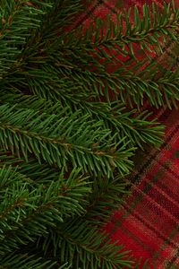Preview wallpaper pine, branch, needles, plaid