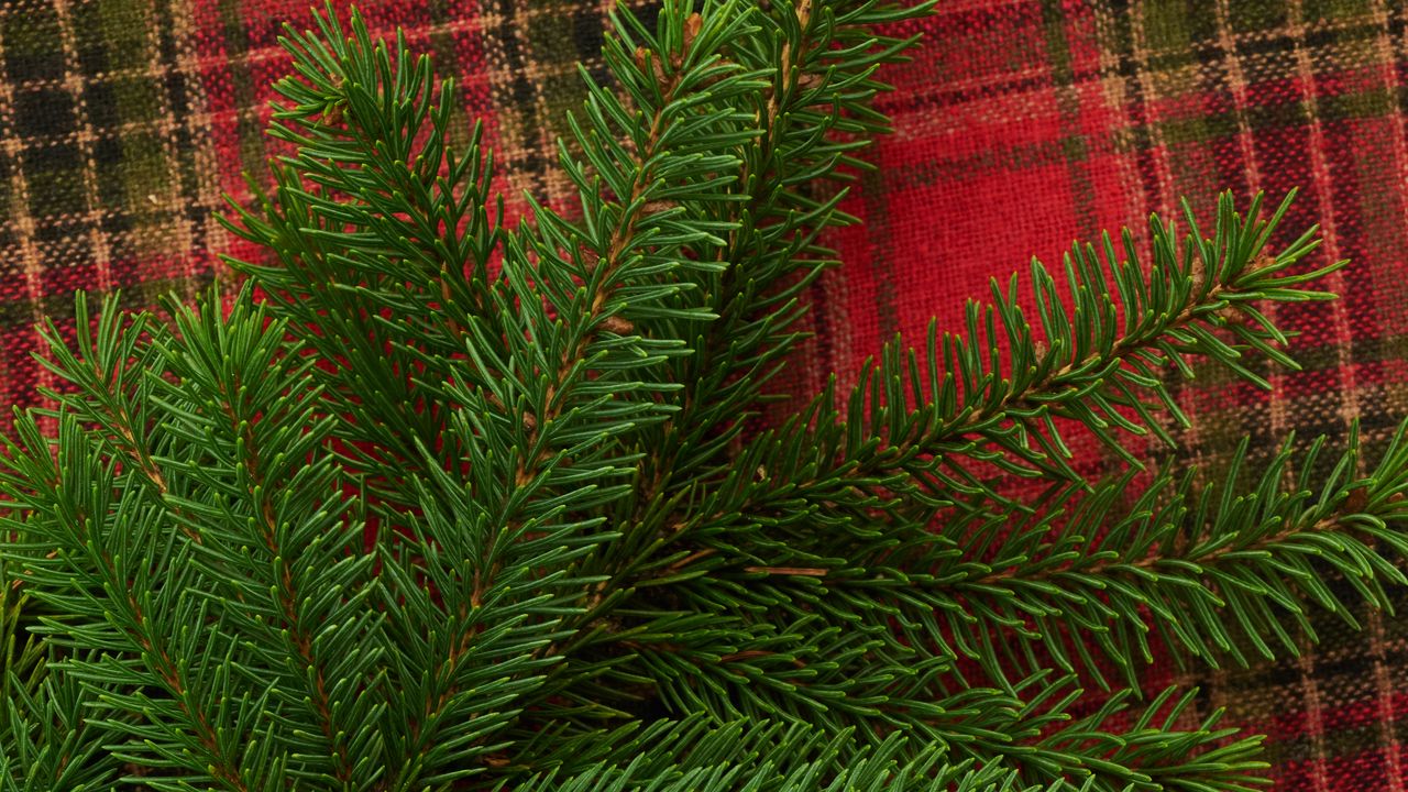 Wallpaper pine, branch, needles, plaid, christmas, new year