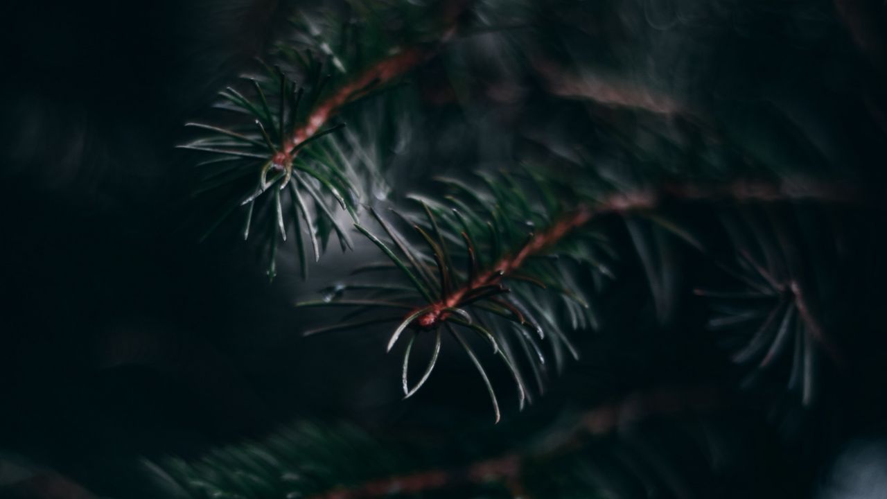 Wallpaper pine, branch, needles, macro, plant, green