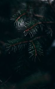 Preview wallpaper pine, branch, needles, macro, plant, green