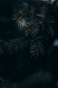 Preview wallpaper pine, branch, needles, macro, plant, green