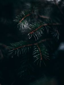 Preview wallpaper pine, branch, needles, macro, plant, green