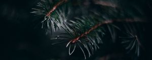 Preview wallpaper pine, branch, needles, macro, plant, green
