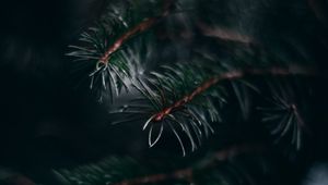 Preview wallpaper pine, branch, needles, macro, plant, green