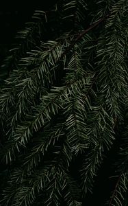 Preview wallpaper pine, branch, needles, plant, macro, green