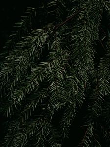 Preview wallpaper pine, branch, needles, plant, macro, green