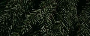 Preview wallpaper pine, branch, needles, plant, macro, green