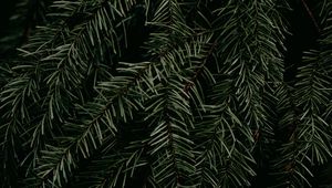 Preview wallpaper pine, branch, needles, plant, macro, green