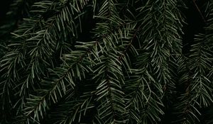 Preview wallpaper pine, branch, needles, plant, macro, green