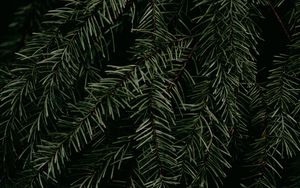 Preview wallpaper pine, branch, needles, plant, macro, green