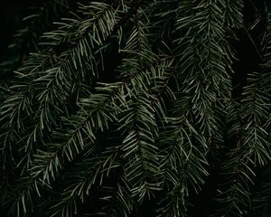 Preview wallpaper pine, branch, needles, plant, macro, green