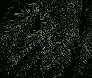 Preview wallpaper pine, branch, needles, plant, macro, green