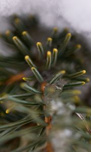 Preview wallpaper pine, branch, needles, ice, winter