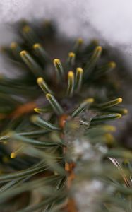 Preview wallpaper pine, branch, needles, ice, winter