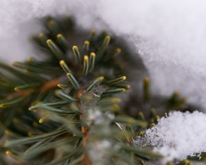 Preview wallpaper pine, branch, needles, ice, winter