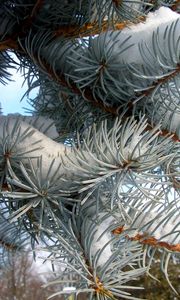 Preview wallpaper pine, branch, needles, snow, winter
