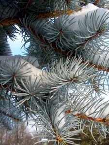 Preview wallpaper pine, branch, needles, snow, winter