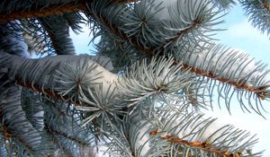 Preview wallpaper pine, branch, needles, snow, winter