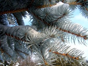 Preview wallpaper pine, branch, needles, snow, winter