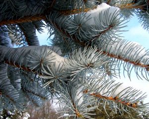 Preview wallpaper pine, branch, needles, snow, winter