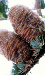 Preview wallpaper pine, branch, needles, snow, winter, cones
