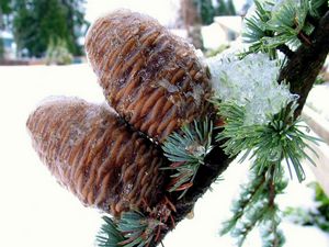 Preview wallpaper pine, branch, needles, snow, winter, cones