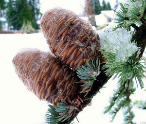 Preview wallpaper pine, branch, needles, snow, winter, cones