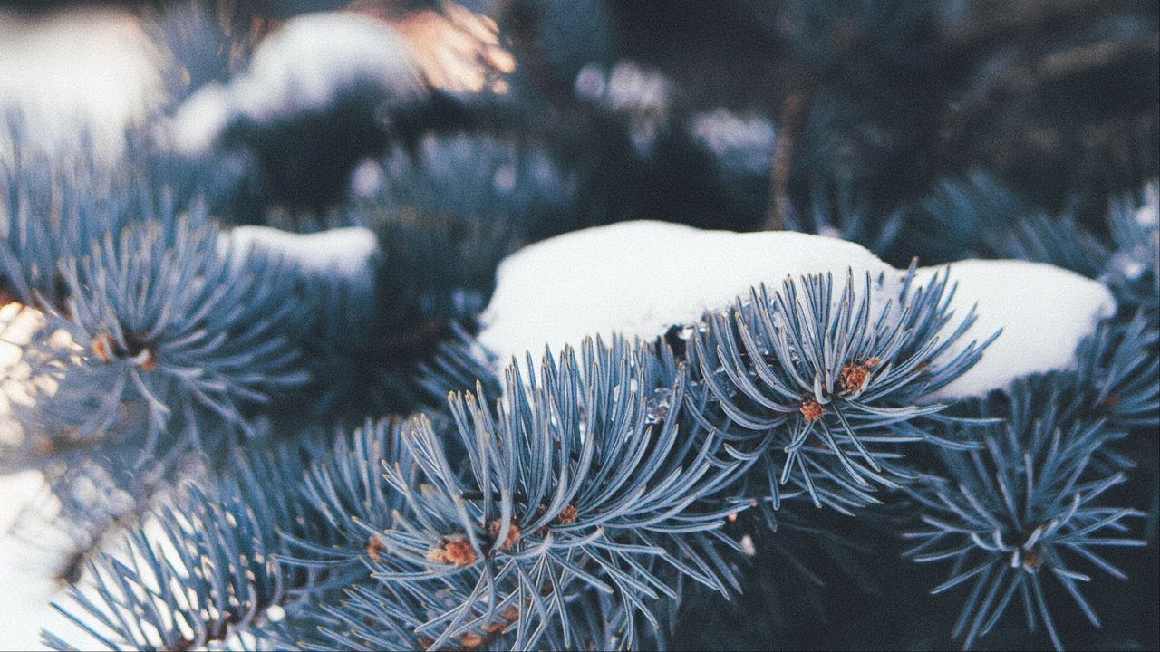 Wallpaper pine, branch, snow, macro, needles, winter