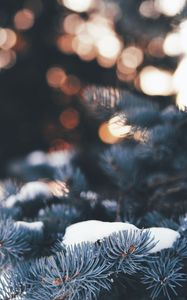 Preview wallpaper pine, branch, snow, macro, needles, winter