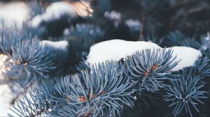 Preview wallpaper pine, branch, snow, macro, needles, winter