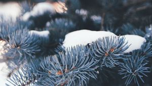 Preview wallpaper pine, branch, snow, macro, needles, winter