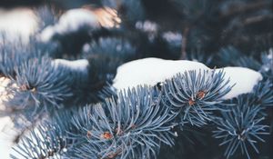 Preview wallpaper pine, branch, snow, macro, needles, winter