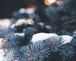 Preview wallpaper pine, branch, snow, macro, needles, winter