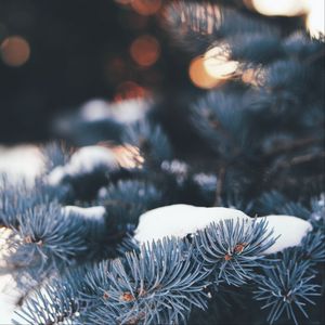 Preview wallpaper pine, branch, snow, macro, needles, winter