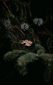 Preview wallpaper pine, branches, leaf, macro