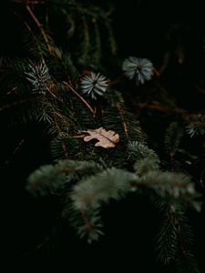 Preview wallpaper pine, branches, leaf, macro