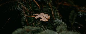 Preview wallpaper pine, branches, leaf, macro