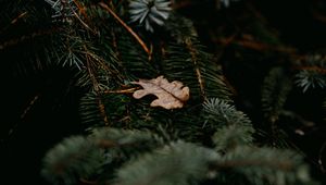 Preview wallpaper pine, branches, leaf, macro