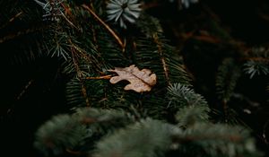 Preview wallpaper pine, branches, leaf, macro