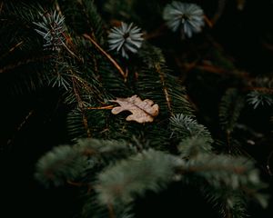 Preview wallpaper pine, branches, leaf, macro