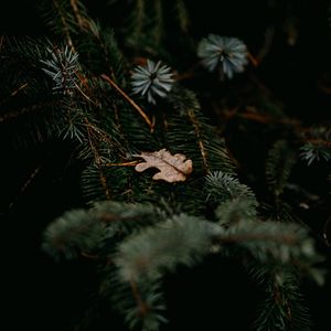 Preview wallpaper pine, branches, leaf, macro