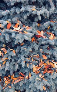 Preview wallpaper pine, branches, leaves, autumn