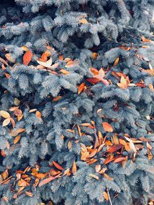 Preview wallpaper pine, branches, leaves, autumn