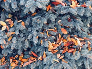 Preview wallpaper pine, branches, leaves, autumn