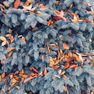 Preview wallpaper pine, branches, leaves, autumn